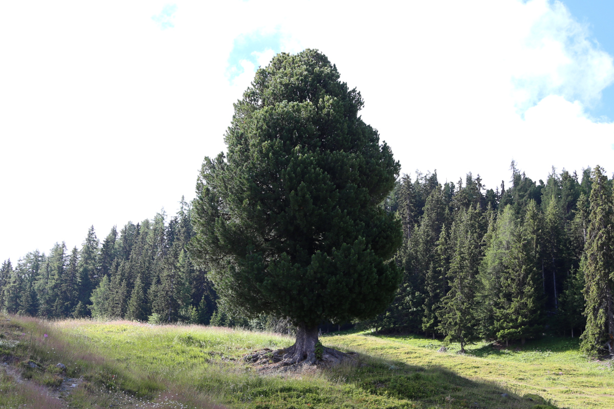 Swiss pine, Arve, Zirbelkiefer, Pinus cembra