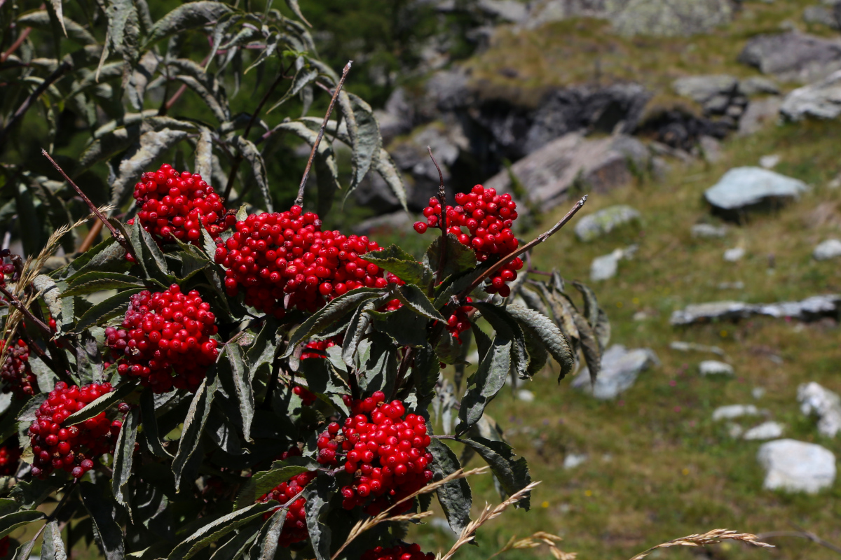 Roter Holunder, Red elderberry, Sambucus racemosa