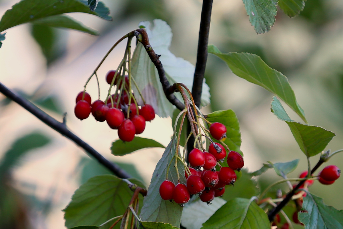 Mehlbeere, Whitebeam, Sorbus aria
