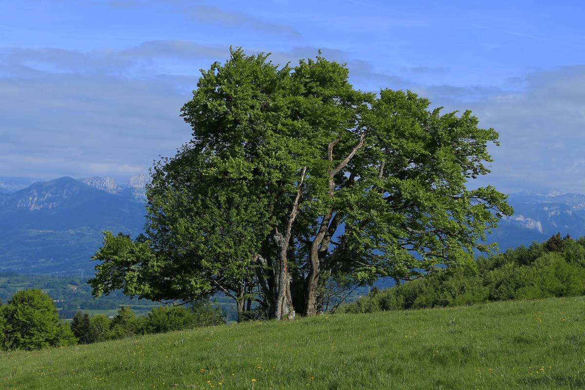Beech, Buche