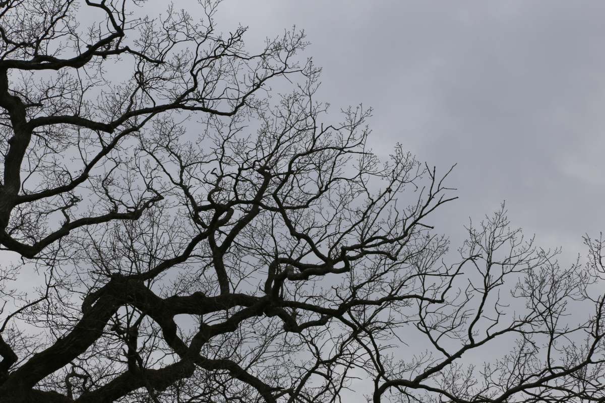 Oak, Eiche