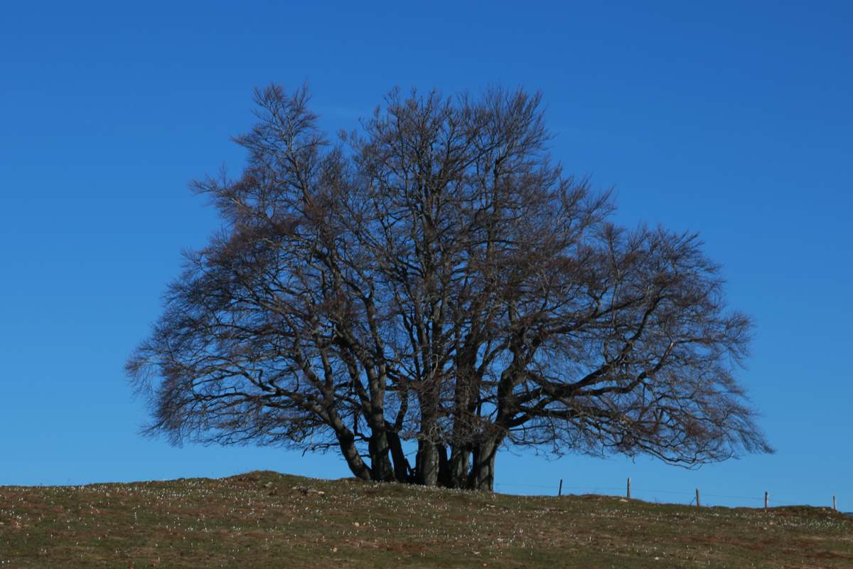 Beech, Buche