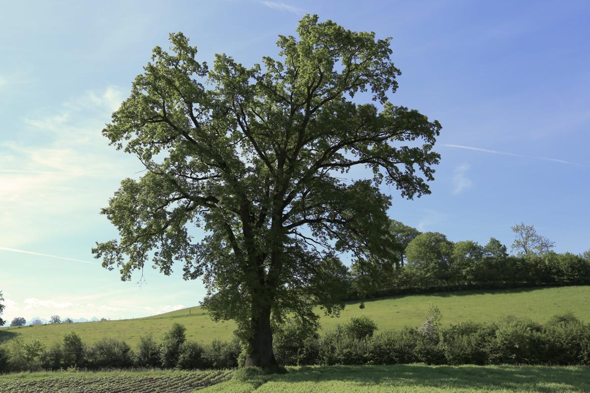 Oak, Eiche