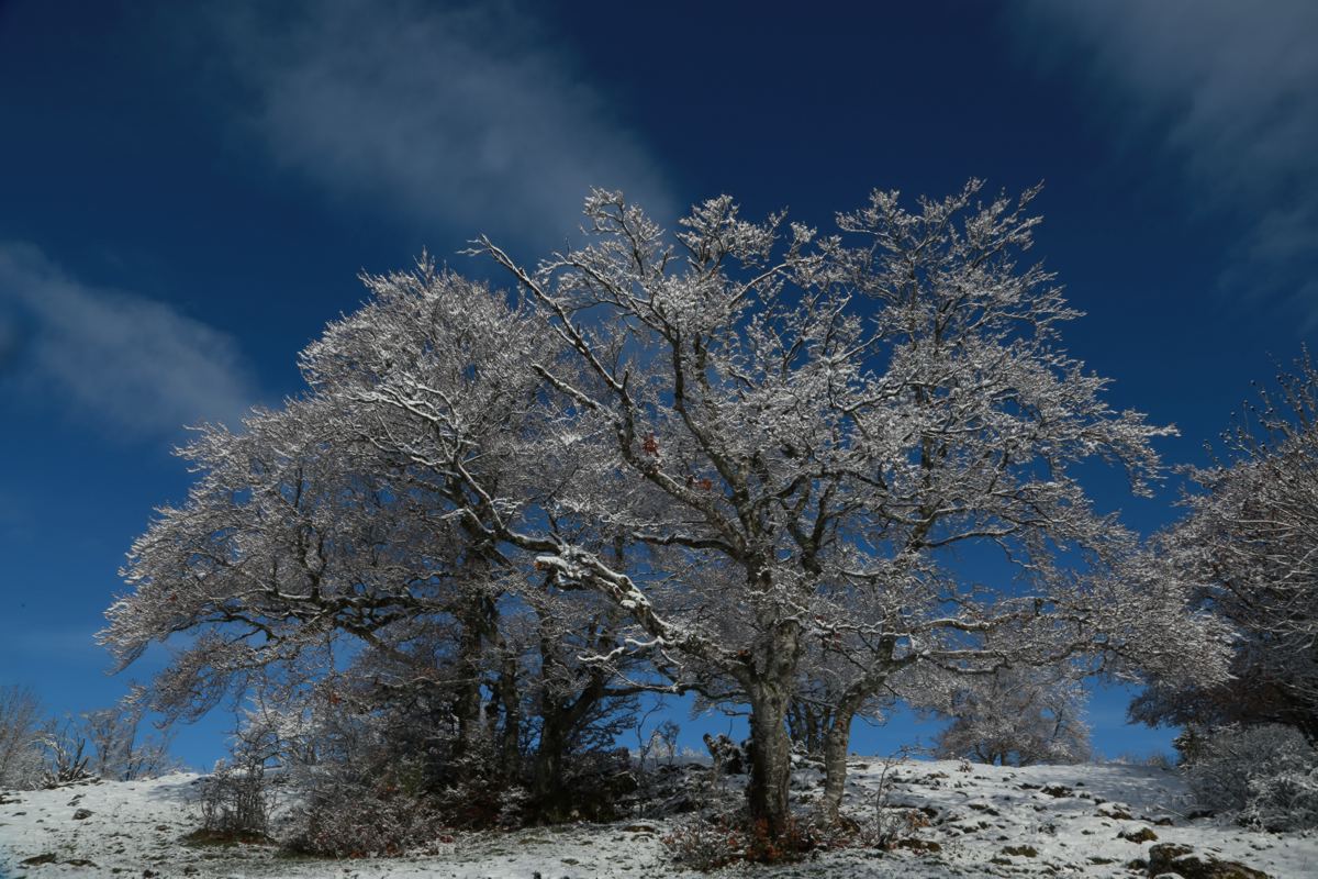 Beech, Buche