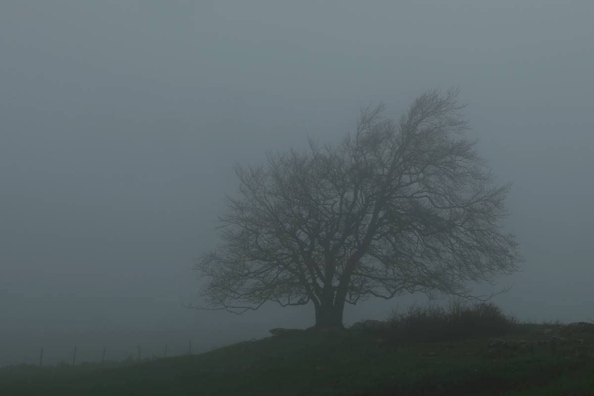Beech, Buche