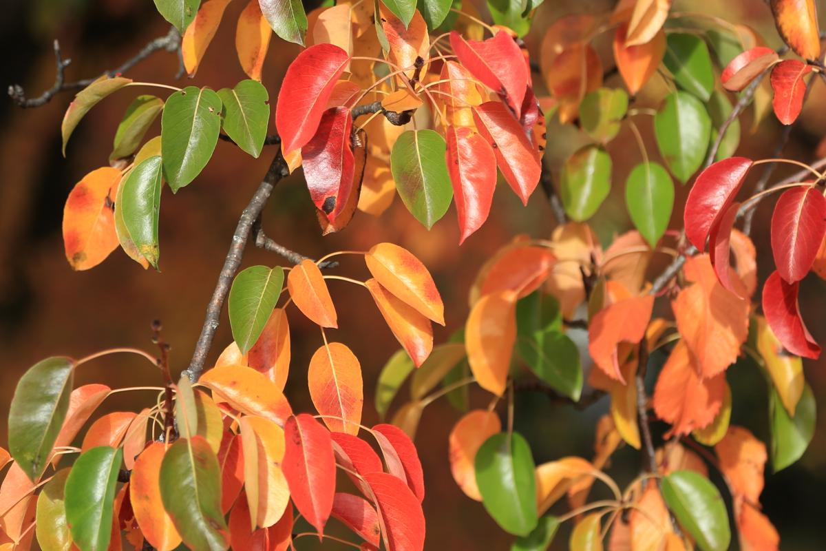 Pear tree