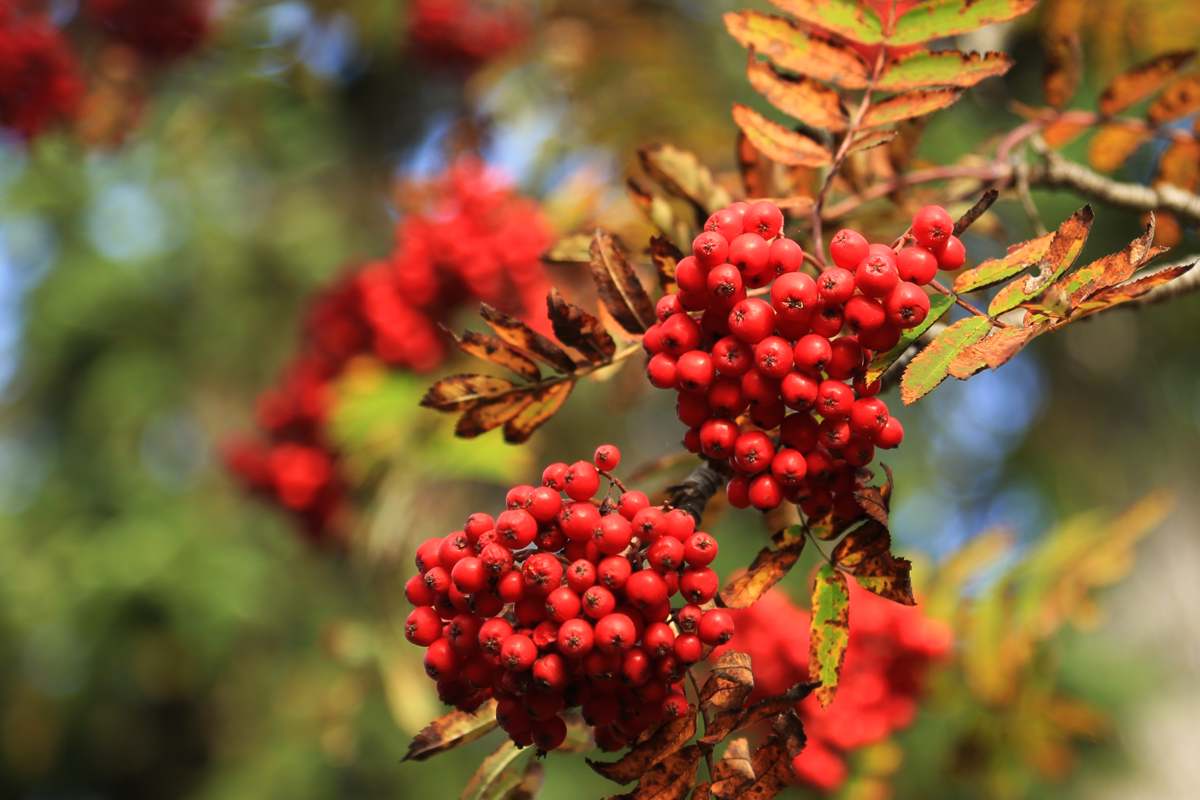Rowan berry, Vogelbeere