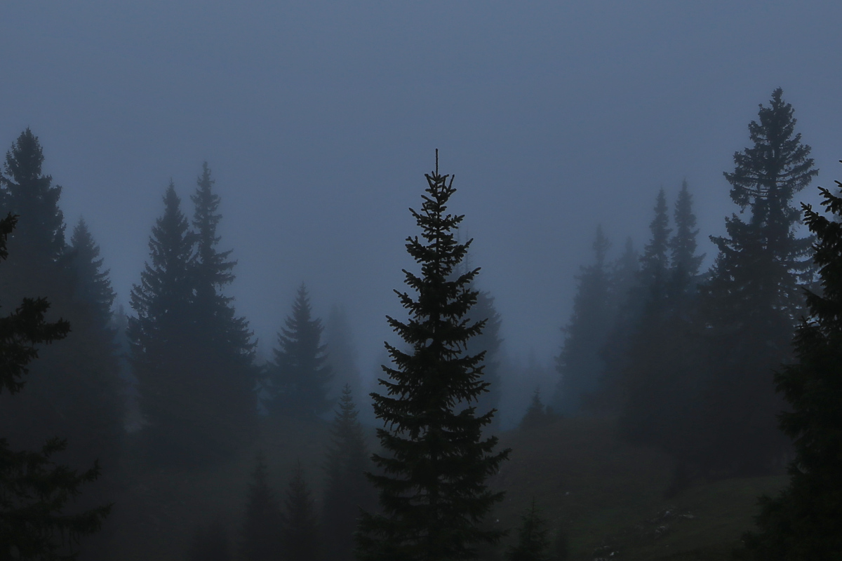 Fir tree, Tanne