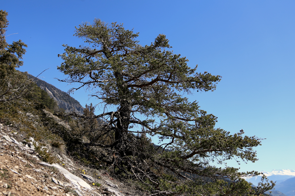 Pine tree
