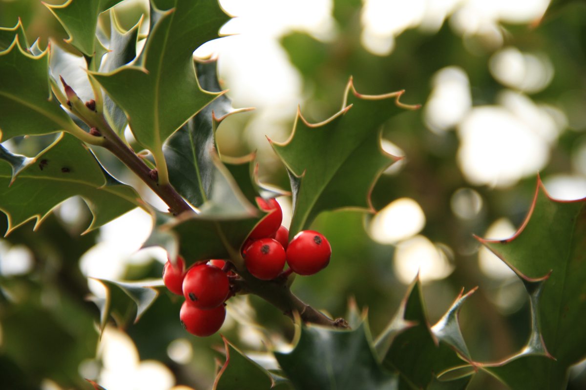 Holly, Stechpalme
