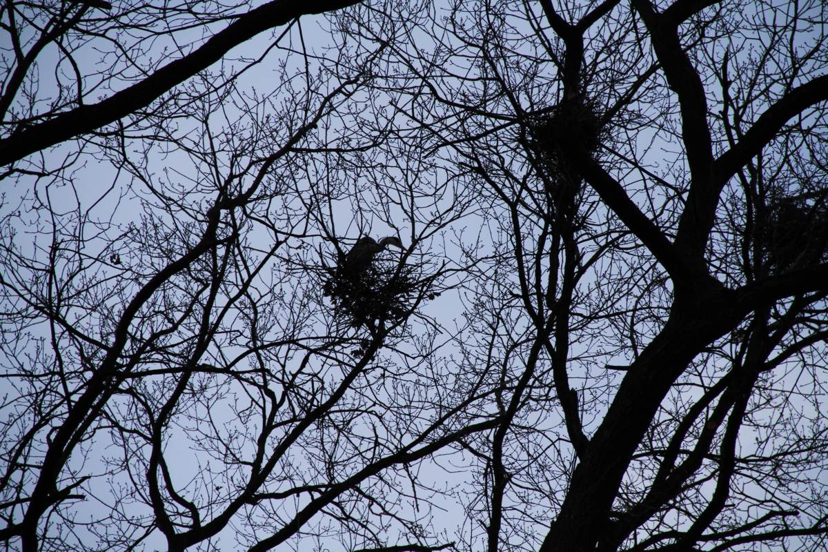 Oak, Eiche, heron nest, Reihernest