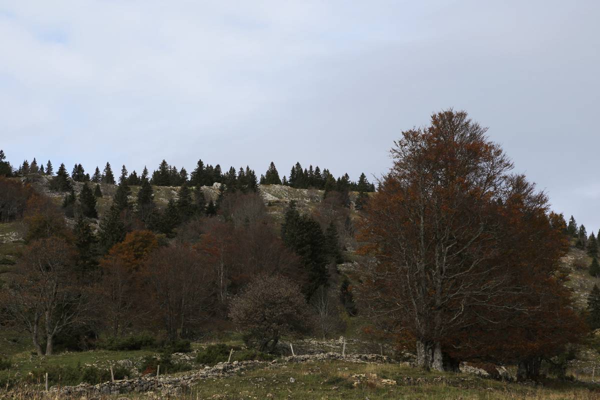 Beech, Buche, Tanne, Fir tree