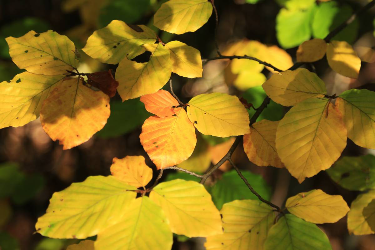 Beech, Buche