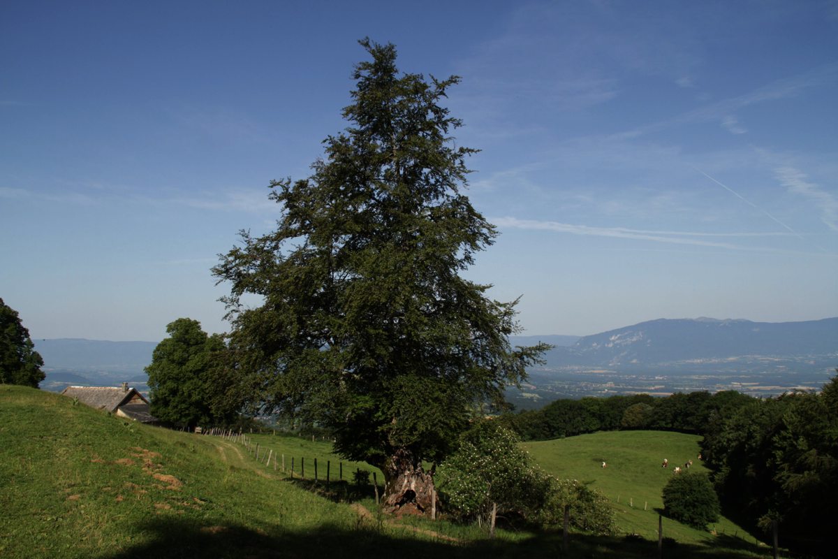 Linden, Linde