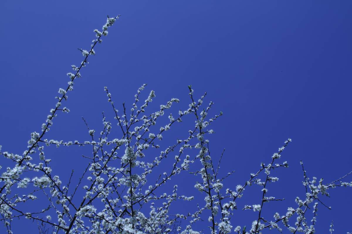 Blackthorn, Schwarzdorn