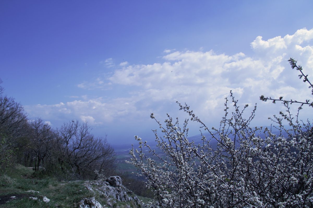 Beech, Blackthorn, Buche, Schwarzdorn
