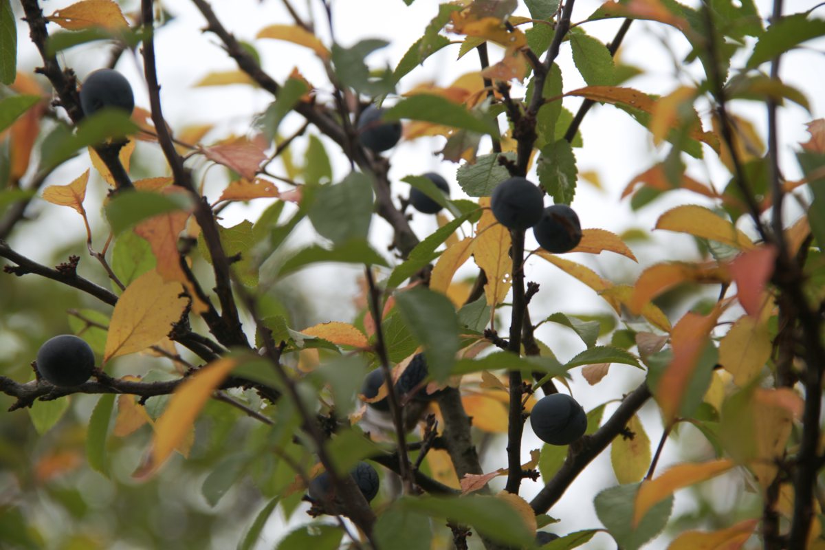 Blackthorn, Schwarzdorn