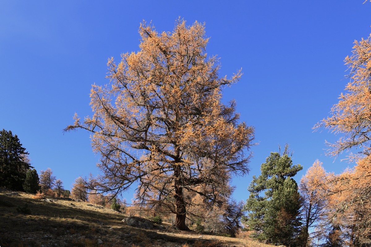 Larch, Lrche