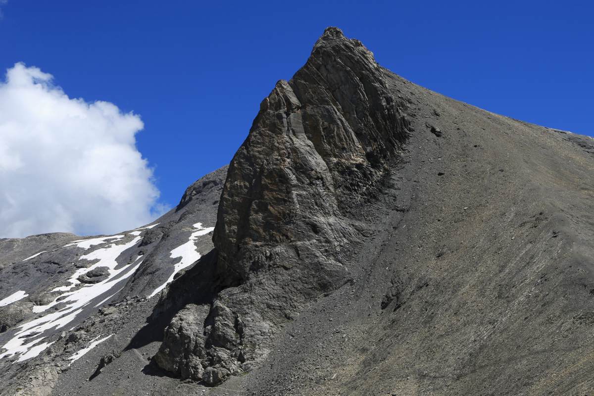 Nuseyhorn