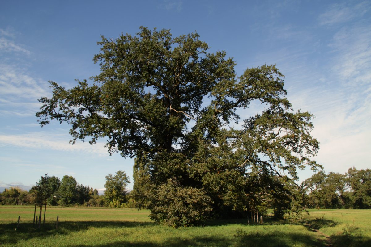 Oak, Eiche