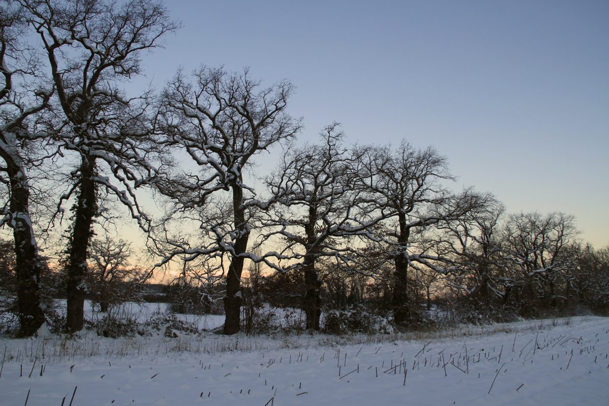 Oak, Eiche